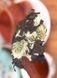 Чай Шу Пуер з квітами хризантеми 100г, Китай id_879 фото 4